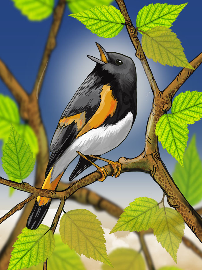Bird