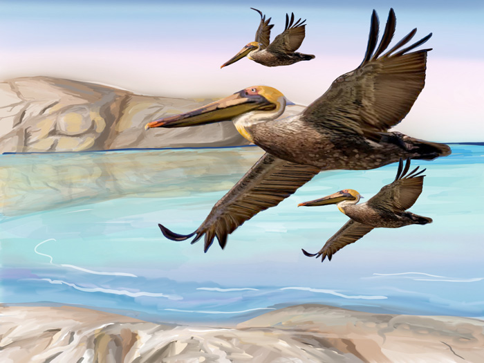 Pelicans in Flight