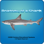 Anatomy of  a Shark