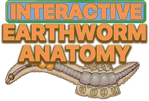 Earthworm Anatomy
