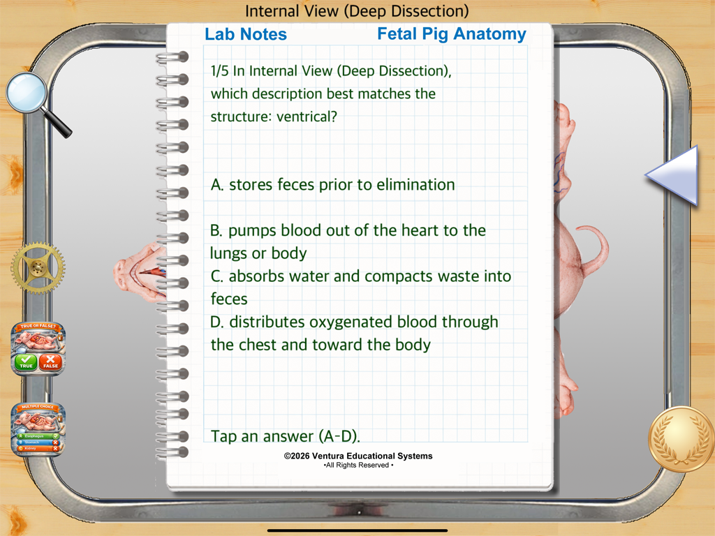 fetal pig 3